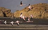 TANZANIA - Lake Natron Flamingos - 03